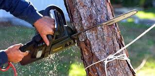 Best Emergency Tree Removal  in Cavalero, WA